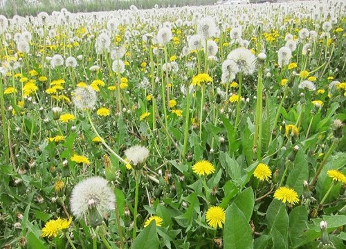 代表太阳的花