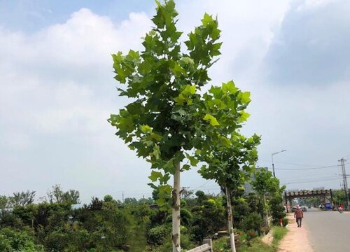 梧桐是什么植物类别