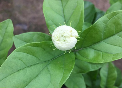 铁茉莉不开花怎么回事