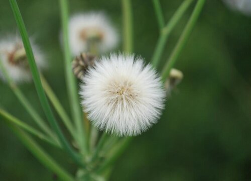 蒲公英花有几种颜色