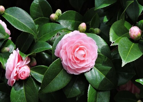 山茶花怎么养才开花