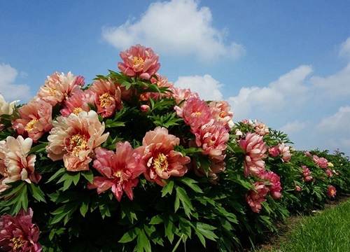 牡丹花什么季节开花