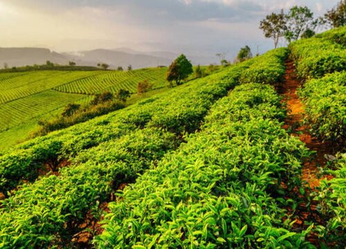 茶树是乔木还是灌木植物