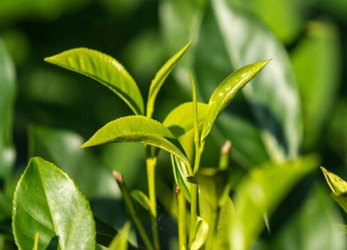 茶树是乔木还是灌木植物