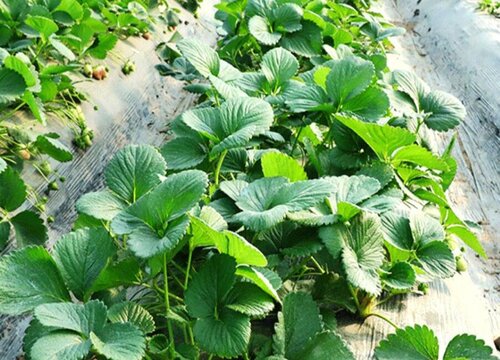 大棚草莓种植技术与管理