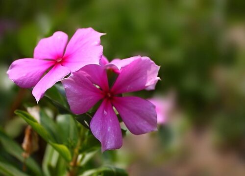 四季梅一年开几次花