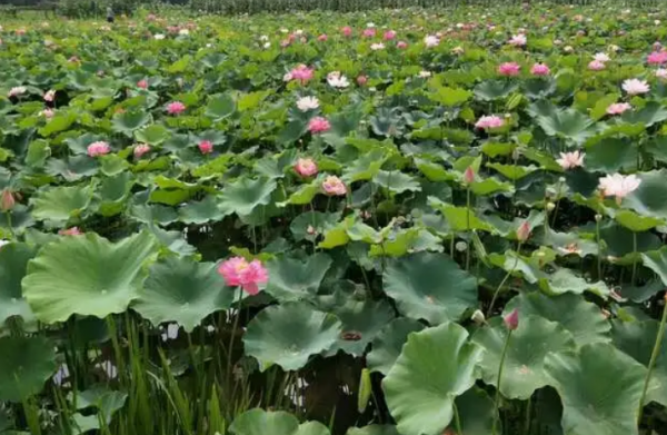 荷花属于什么类的植物类型