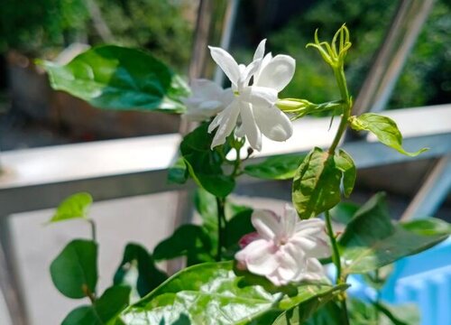 家里养茉莉风水好吗