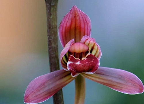 兰花什么季节开花