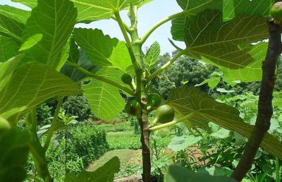 无花果种植条件 无花果栽培技术与管理方法