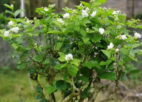 茉莉花怎么养才开花