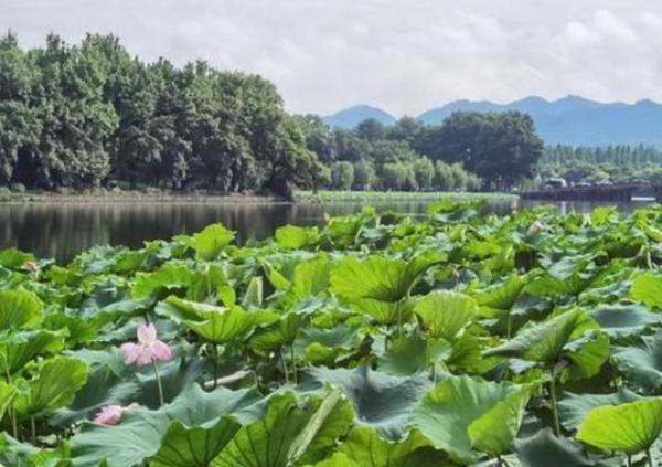 夏天有什么景色或景物