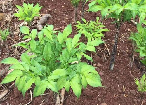 魔芋适合几月份种植