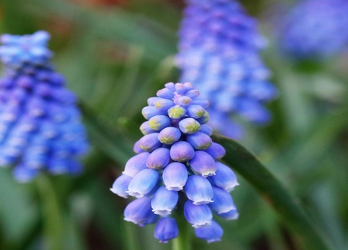 代表拒绝的花