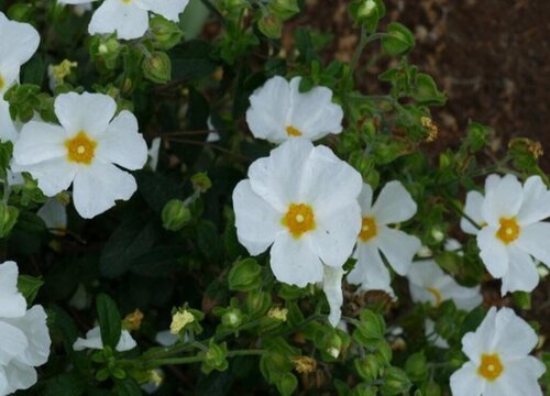 代表拒绝的花