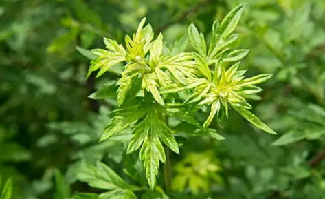 端午节艾草什么时间挂最合适