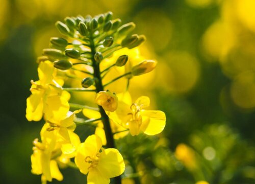 小油菜种植时间和方法