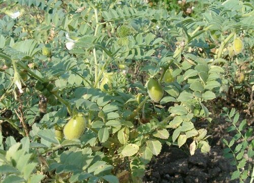 鹰嘴豆种植时间和方法