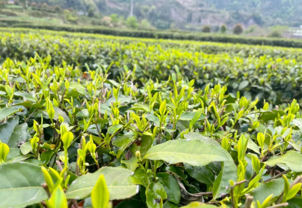 富硒茶属于什么茶类等级