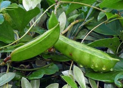 大刀豆种植时间 大刀豆种植时间和方法