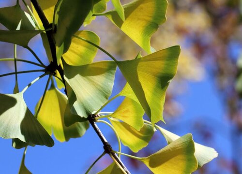 银杏树叶可以做花土吗