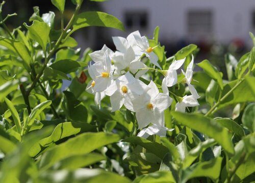 茉莉花不开花什么原因