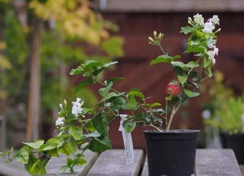 茉莉花什么时候换盆最好