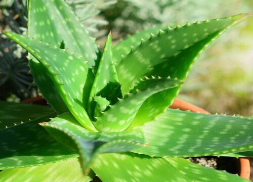 芦荟是植物吗