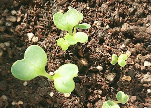 生菜种植时间和方法