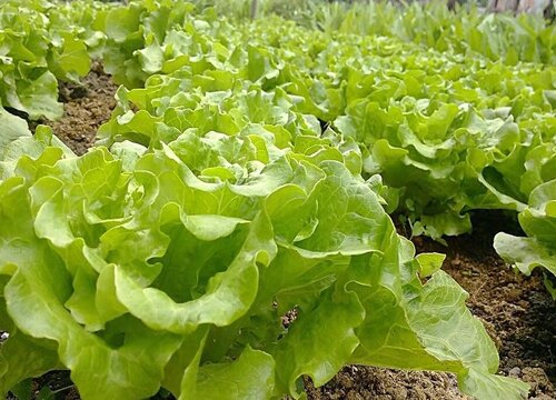 生菜种植时间和方法