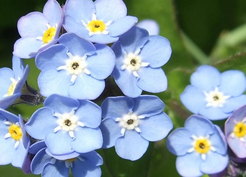 代表永生的花