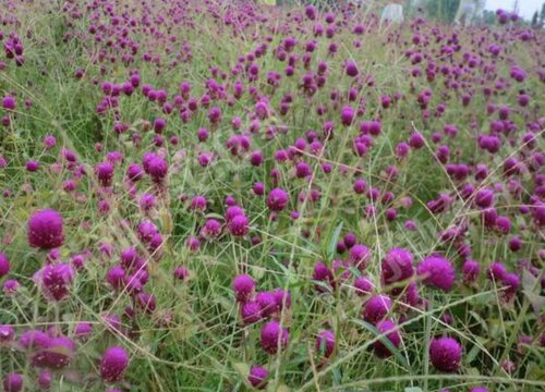 代表永生的花