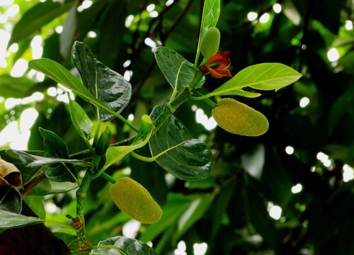 菠萝蜜开花是什么样子