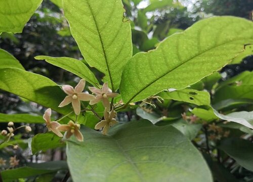 菠萝蜜开花是什么样子