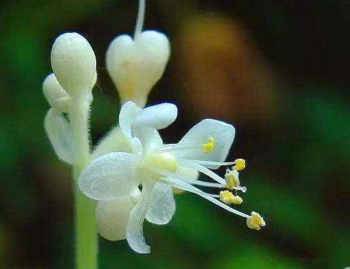 杜若的花语和寓意