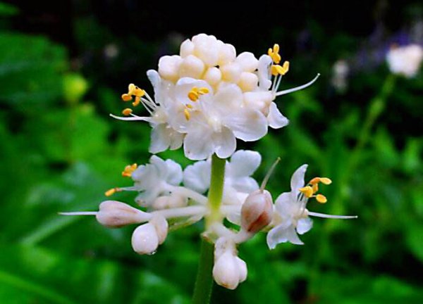 杜若的花语和寓意