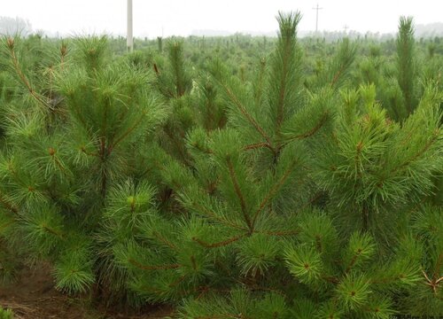 油松是什么植物类别