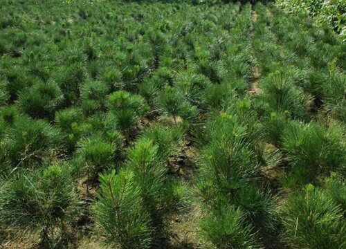 油松是什么植物类别