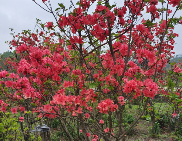 杜鹃花十大品种排名