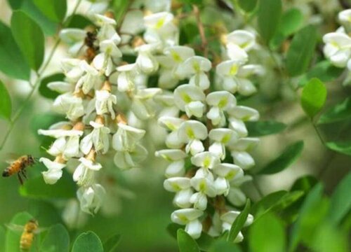 槐花树什么季节开花