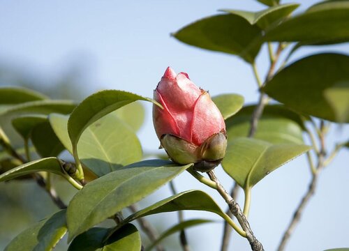 茶花出现落蕾花苞干枯该怎么解决