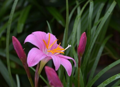 牛奶可以浇兰草花吗