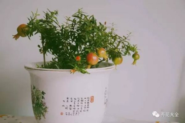 石榴怎么摆放