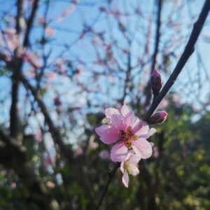 淡妆浓抹总相宜的相宜是什么意思 《饮湖上初晴后雨》解读