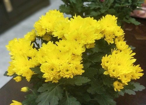 菊花什么季节开花