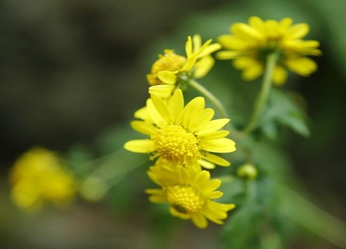 菊花什么季节开花