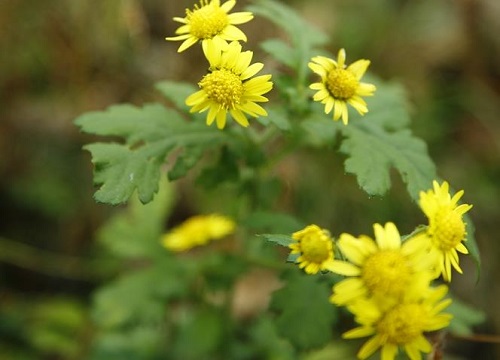 菊花什么季节开花