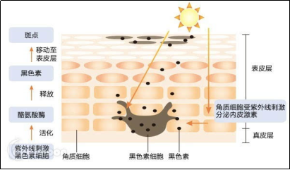 你认识自己的肌肤吗