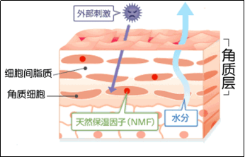 你认识自己的肌肤吗