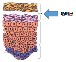 你认识自己的肌肤吗